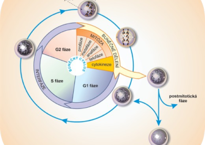 Buněčné dělení