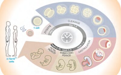 Chapter 1: The healthy multicellular organism