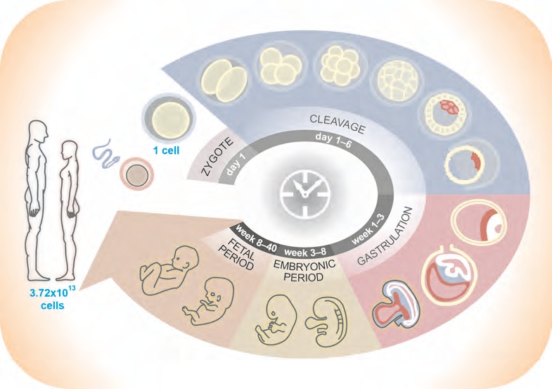 Chapter 1: The healthy multicellular organism