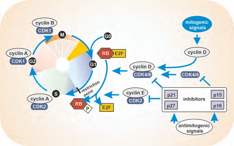 Chapter 3: Speed of tumor cells and society