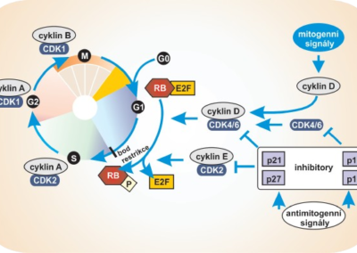 Řízení buněčného cyklu