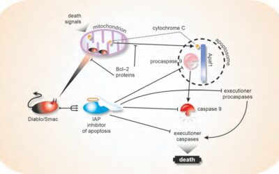 Chapter 4:  Cell and human dying